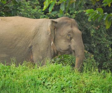 Exploring Nature Parks with Wildlife in Malaysia for an Unforgettable Adventure