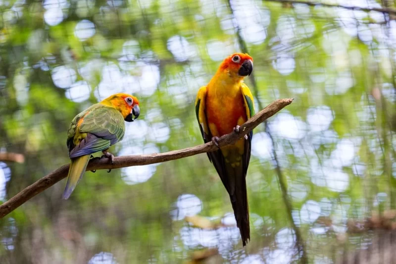 Top Nature Parks with Birdwatching Tours in Malaysia for Wildlife Lovers