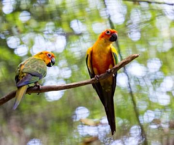 Top Nature Parks with Birdwatching Tours in Malaysia for Wildlife Lovers