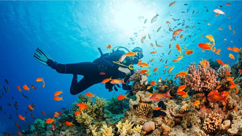 Scenic Islands for Diving in Malaysia: Top Spots for Underwater Adventure