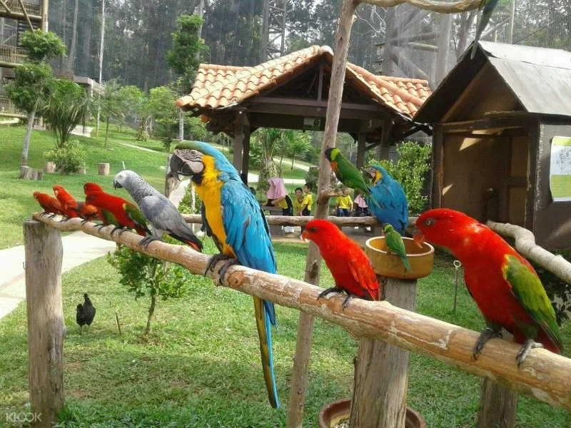 Discover Nature Parks with Birdwatching Tours in Malaysia: A Bird Lover’s Paradise