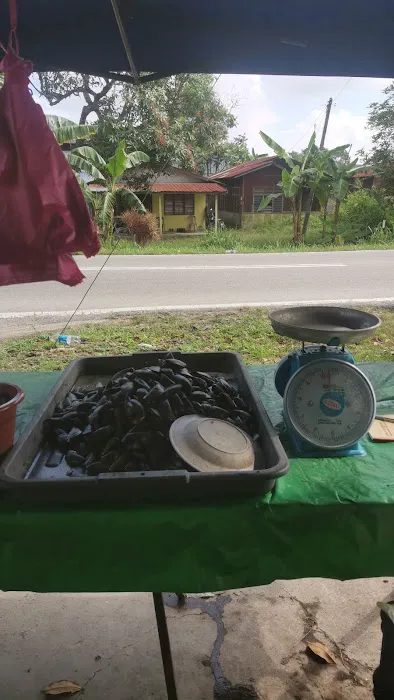 mr kupang kampung sementa Picture 2