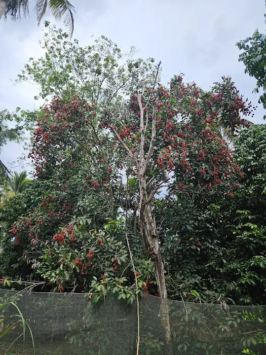 Kampung Lepan Star Picture 1