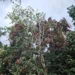 Kampung Lepan Star
