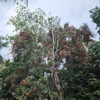 Kampung Lepan Star ico