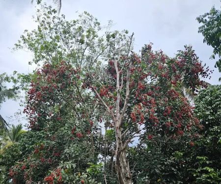 Kampung Lepan Star