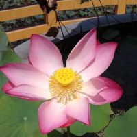Homestay Ipoh Mazren ico