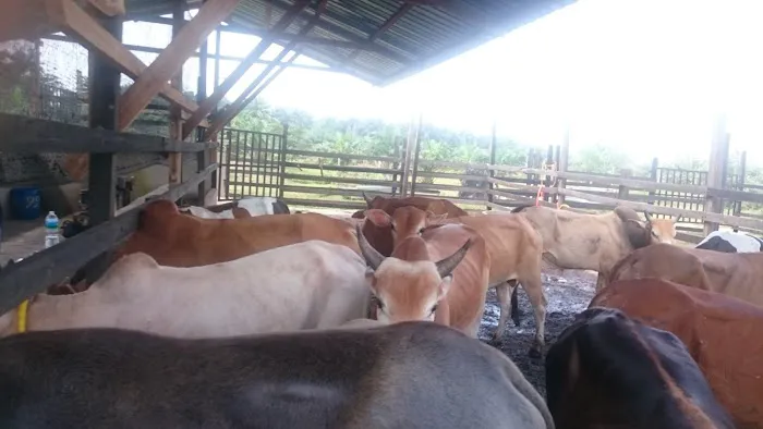 Amal Seri farm Picture 1