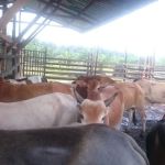 Amal Seri farm