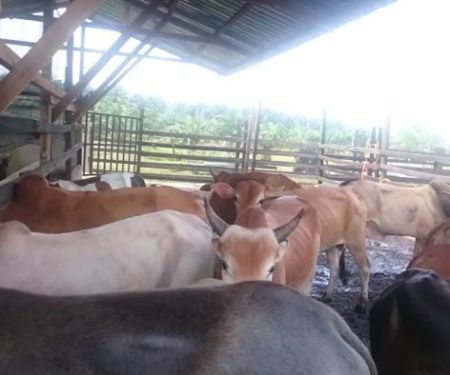 Amal Seri farm