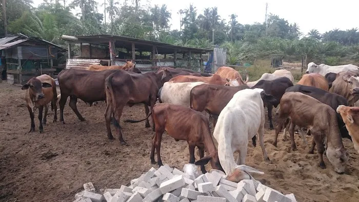 Amal Seri farm Picture 3