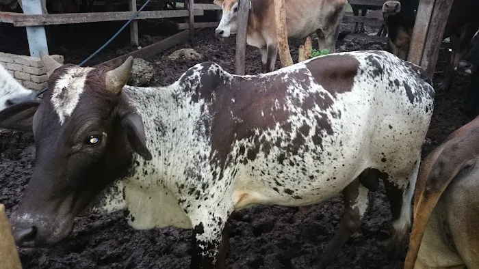 Amal Seri farm Picture 2