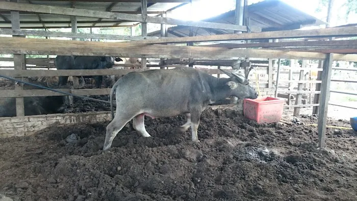 Amal Seri farm Picture 4