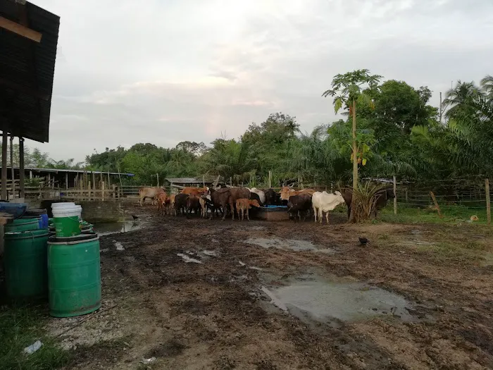 Amal Seri farm Picture 5