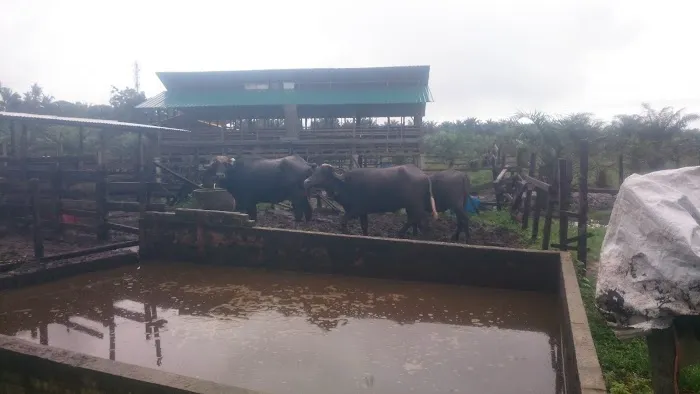 Amal Seri farm Picture 7
