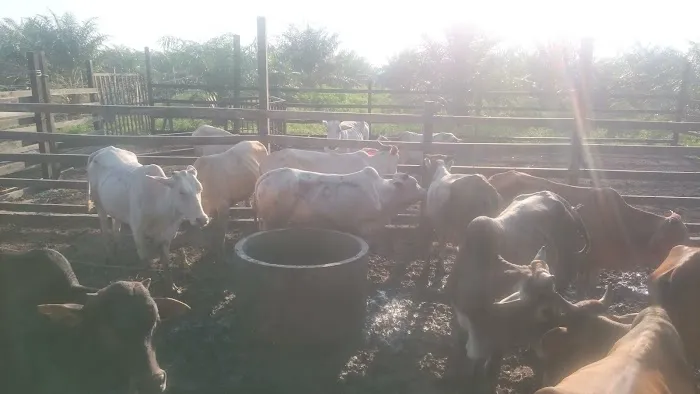 Amal Seri farm Picture 6