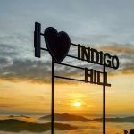 Indigo Hill Raub