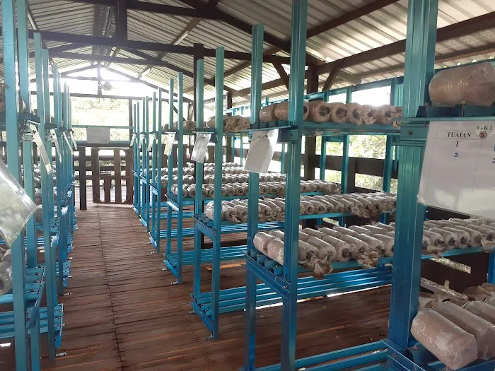 A Mushroom Agrofarm Picture 3