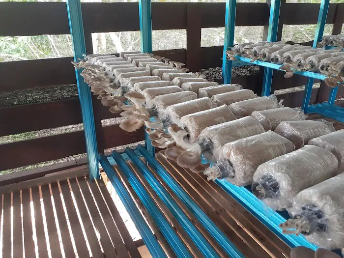 A Mushroom Agrofarm Picture 1