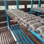 A Mushroom Agrofarm