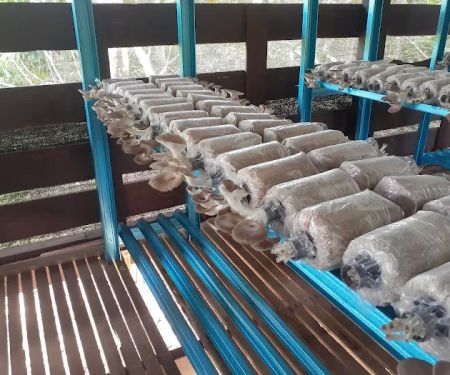 A Mushroom Agrofarm