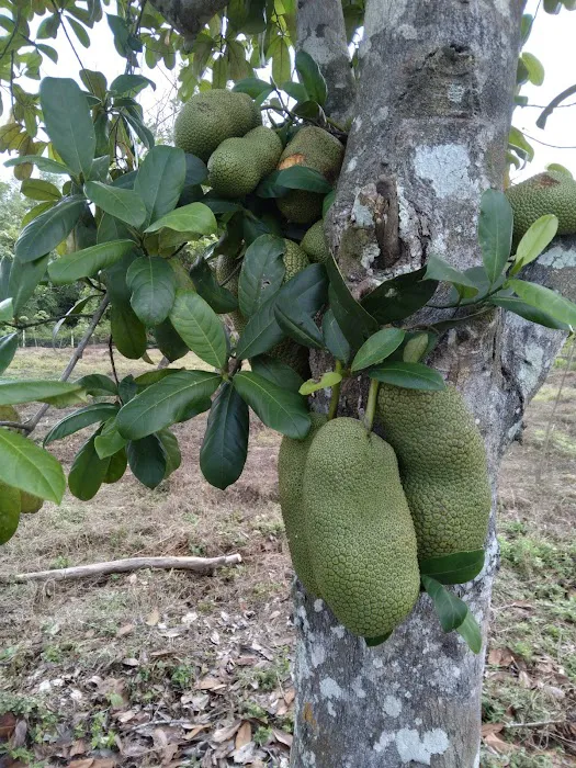 KAMPUNG BANGGOL KETEREH Picture 6