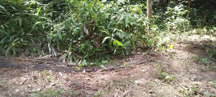 Kuarters Kakitangan Jabatan Perhilitan Picture 3