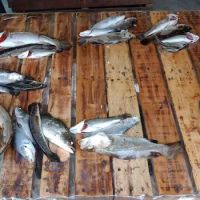 Al Cabin Pulau Carey ico