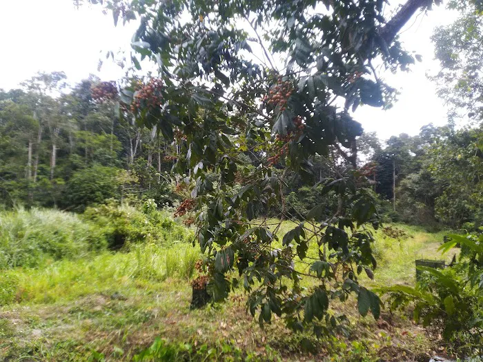 Teratak D`Gachong Picture 7