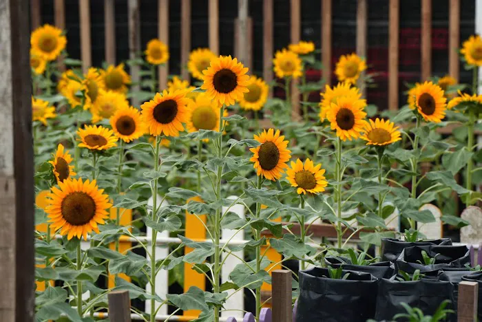 Sunflower World Hotel Picture 3