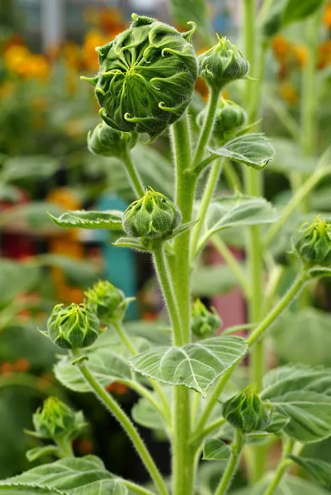 Sunflower World Hotel Picture 8