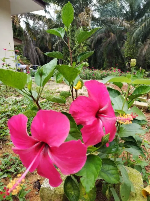 Rumah Musa Picture 1