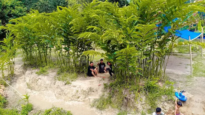 QasehMiza Durian Farm Picture 5