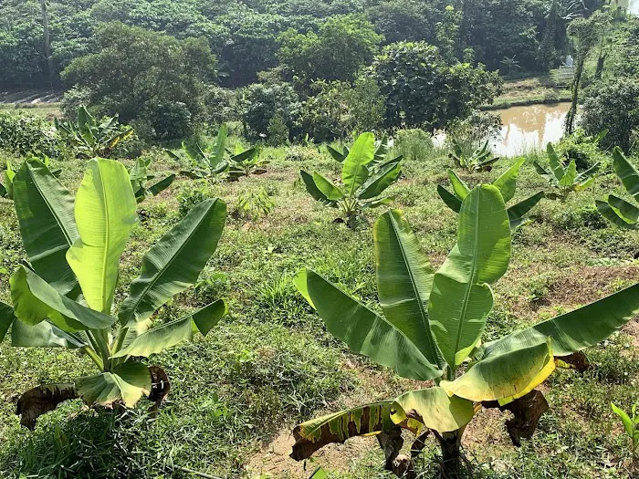 Zen Eco Farm Picture 8