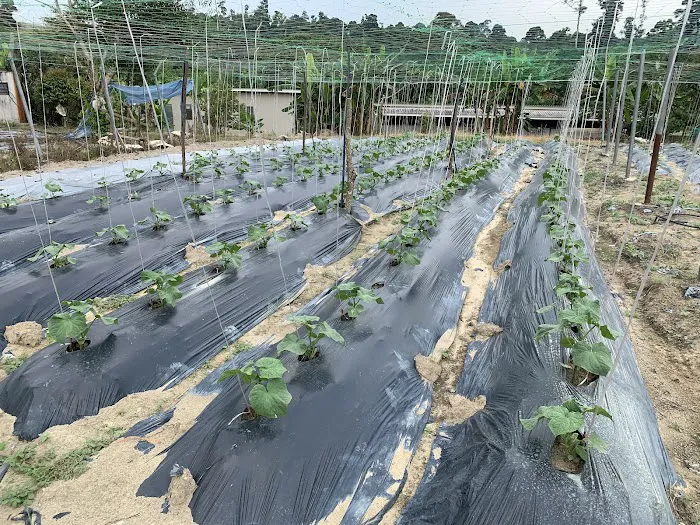Zen Eco Farm Picture 7