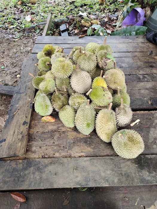 Dataran Lembah Durian (LB ) Picture 8
