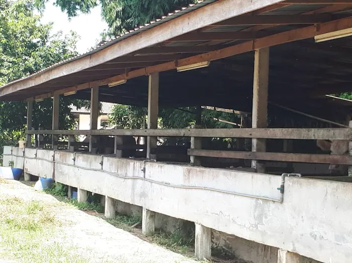 Kandang Lembu Kuchelong Picture 5