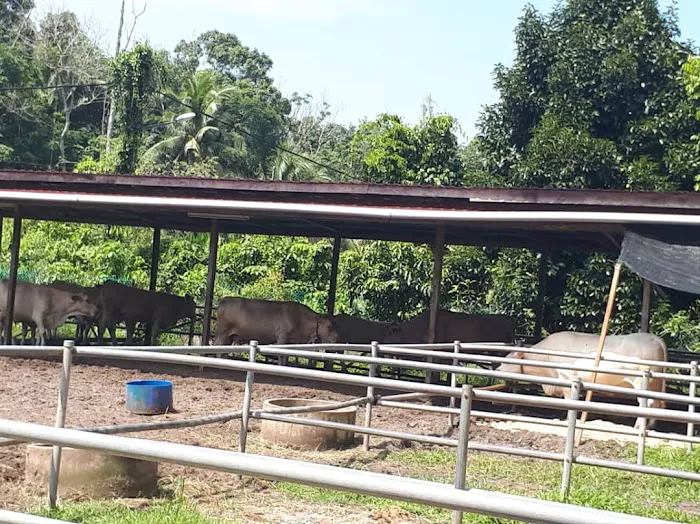 Kandang Lembu Kuchelong Picture 1