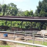 Kandang Lembu Kuchelong