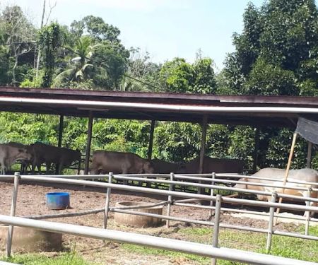 Kandang Lembu Kuchelong