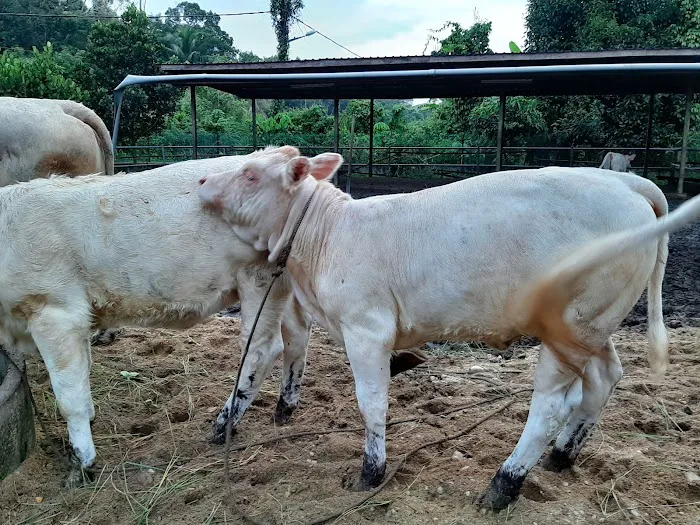 Kandang Lembu Kuchelong Picture 3