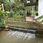 AQUAD Janda Baik Fishery