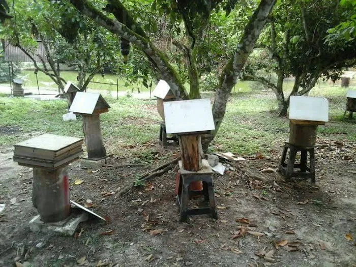 Dusun Lestari Resort Picture 7