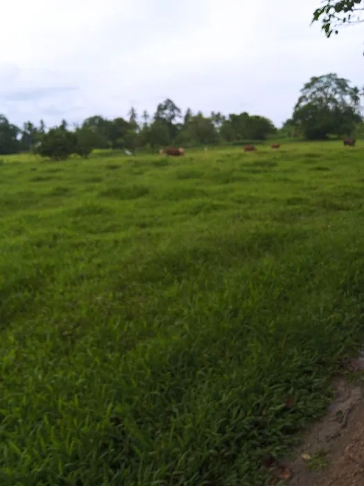 KAMPUNG PASIR BESAR Picture 7