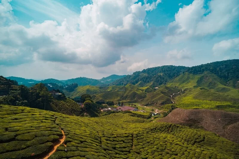 Scenic Mountain Trails in Cameron Highlands: Hiking Routes, Tips & Hidden Gems