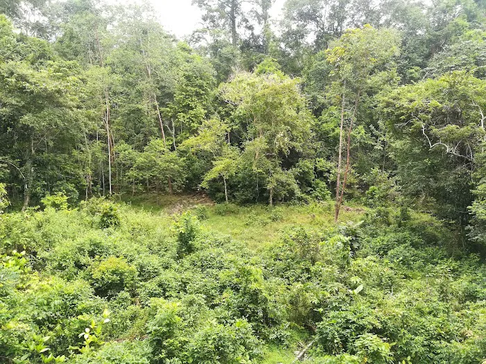 Bumbun Kumbang Picture 8