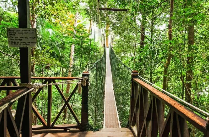 Scenic Hiking Trails in Taman Negara National Park: Local Tips & Experiences
