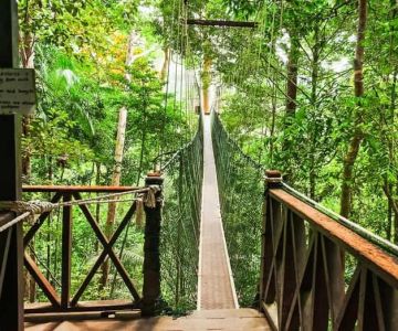 Scenic Hiking Trails in Taman Negara National Park: Local Tips & Experiences