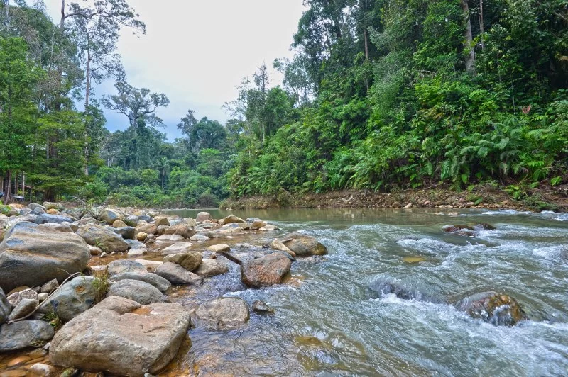 Scenic Forest Walks in Endau-Rompin: Discover the Hidden Trails of Malaysia