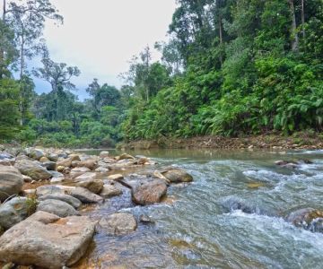 Scenic Forest Walks in Endau-Rompin: Discover the Hidden Trails of Malaysia